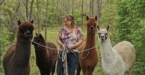 g tur med alpaca kbenhavn|Velkommen til Alpacapark